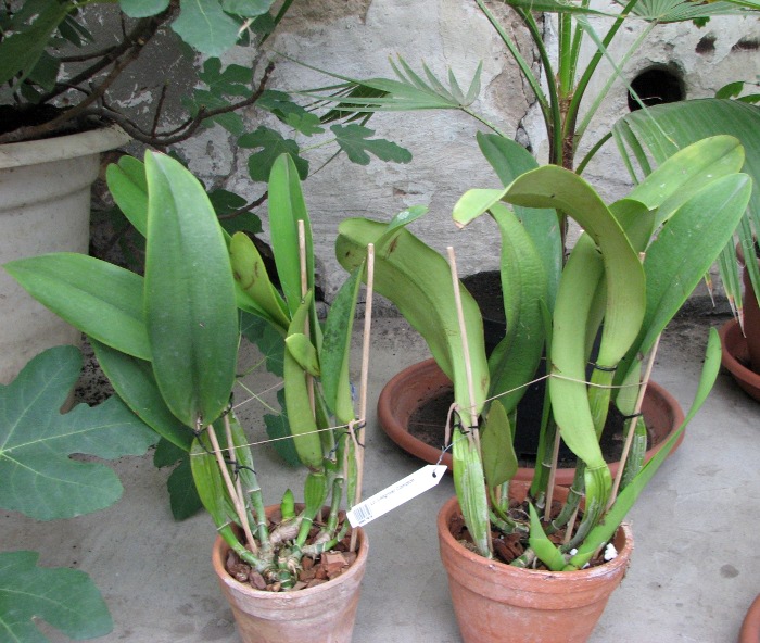 Laeliocattleya Longriver Compton.JPG