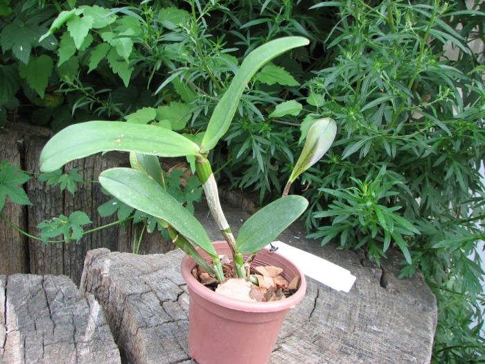 Cattleya amethystoglossa dark spots x sib.JPG