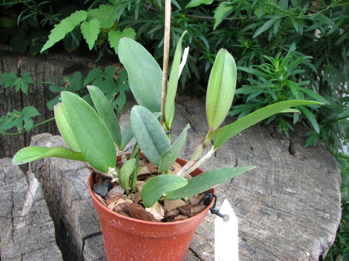 Cattleya schilleriana x Cattleya Peckhaviensis.JPG
