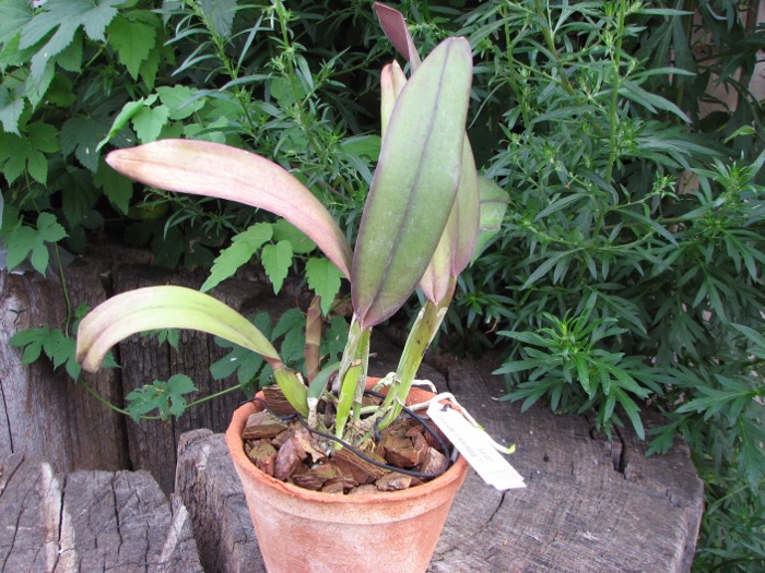 Laeliocattleya Statteriana (Laelia perrinii x Cattleya Labiata).JPG