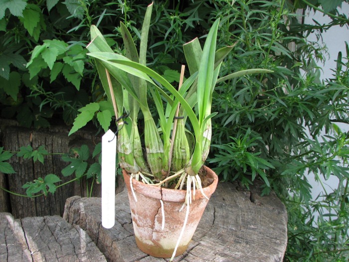 Laelia autumnallis.JPG
