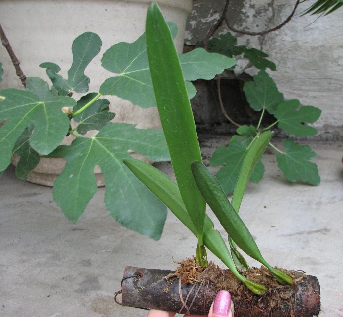 Bulbophyllum bicolor.JPG