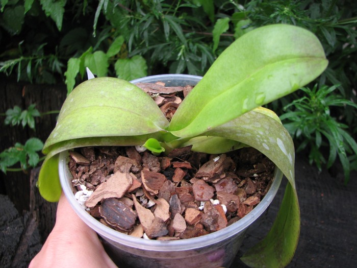 Doritaenopsis Sogo Gotris.JPG