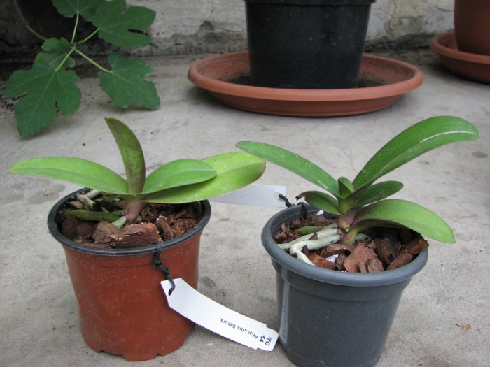 Doritaenopsis Lius Sakura.JPG