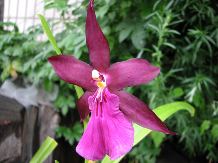 Miltonia spectabilis.JPG