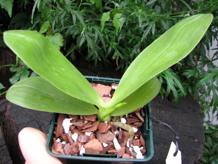 Phalaenopsis (Gelblieber x mariae).JPG
