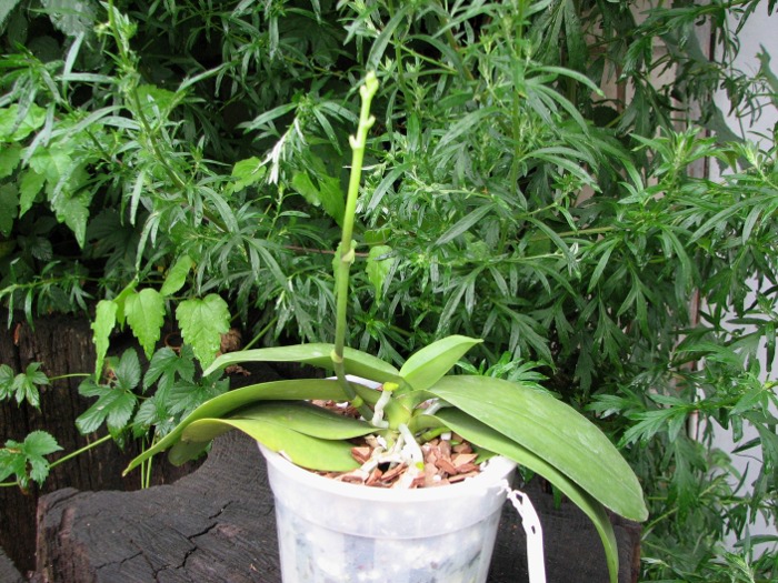 Doritaenopsis Liu's Triprince.JPG