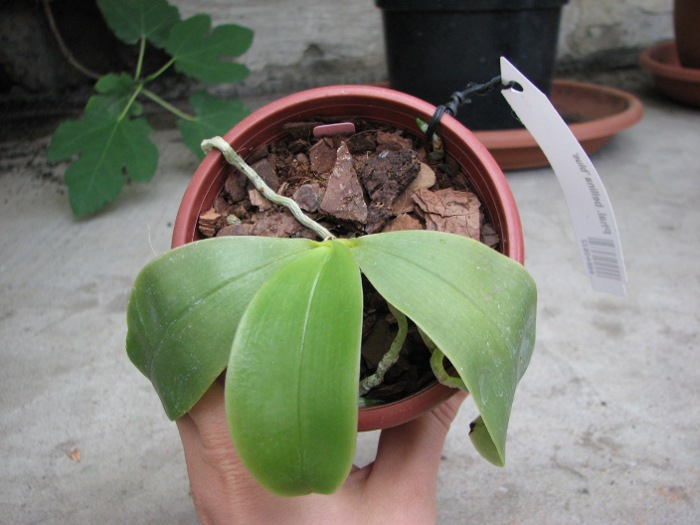 Phalaenopsis bellina 'blue'.JPG
