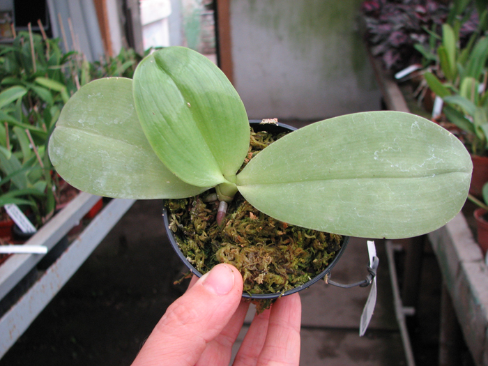 Phalaenopsis KS Happy Eagle.jpg