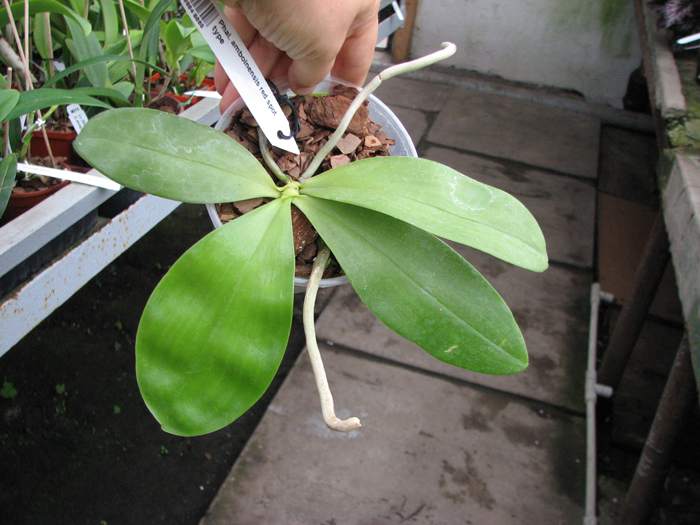 Phalaenopsis amboinensis red spot type.jpg