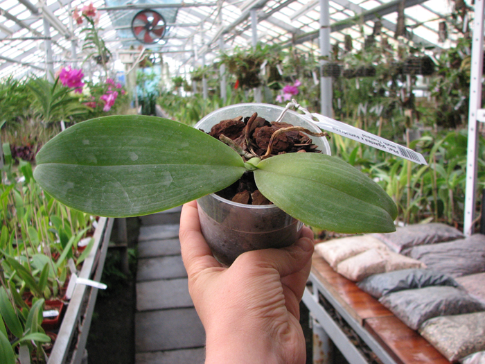 Phalaenopsis gigantea x sumatrana south Thailand.jpg