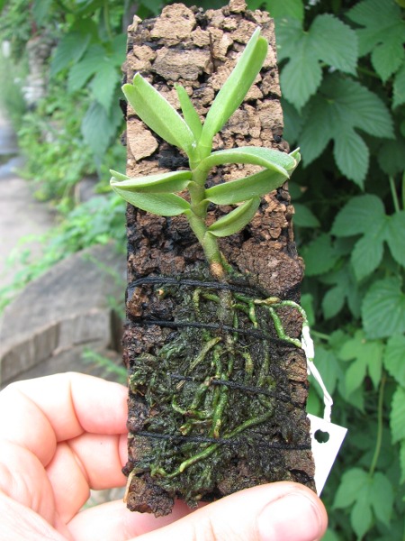 Angraecum ankeranense.JPG