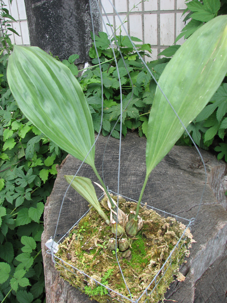 Stanhopea connata.jpg