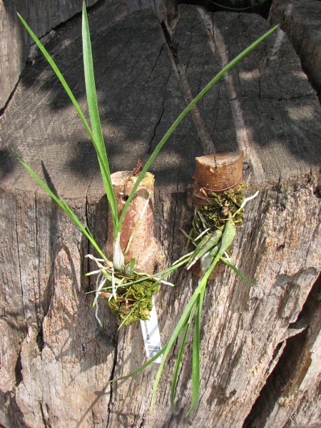 Encyclia bractescens.JPG