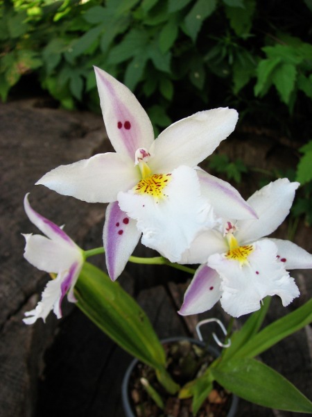 Colmanara Maui Howie 'Fanciful'2.JPG