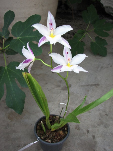 Colmanara Maui Howie 'Fanciful'.JPG