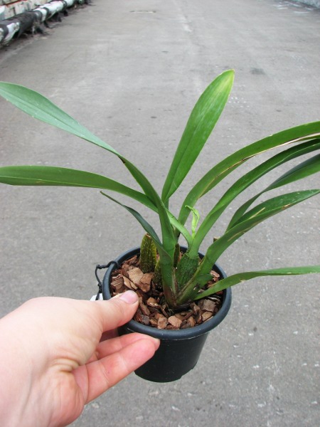 Odontoglossum praestans.JPG