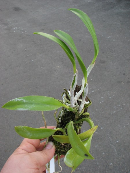 Laelia dayana coerulea 'Chojamaru' x SELF.JPG