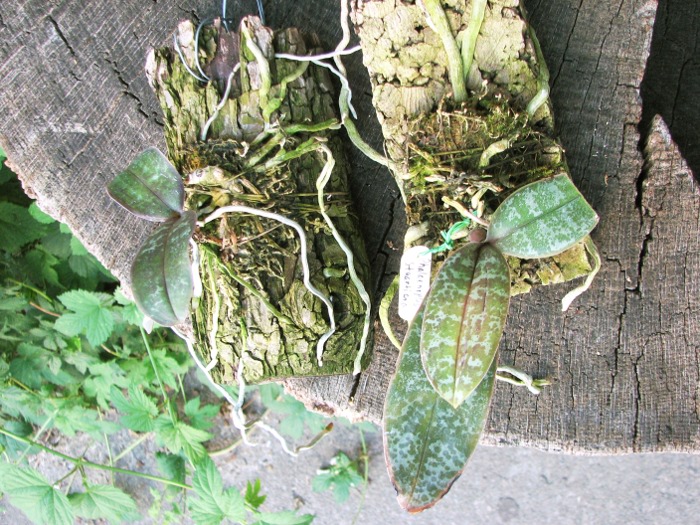 Phalaenopsis stuartiana.JPG
