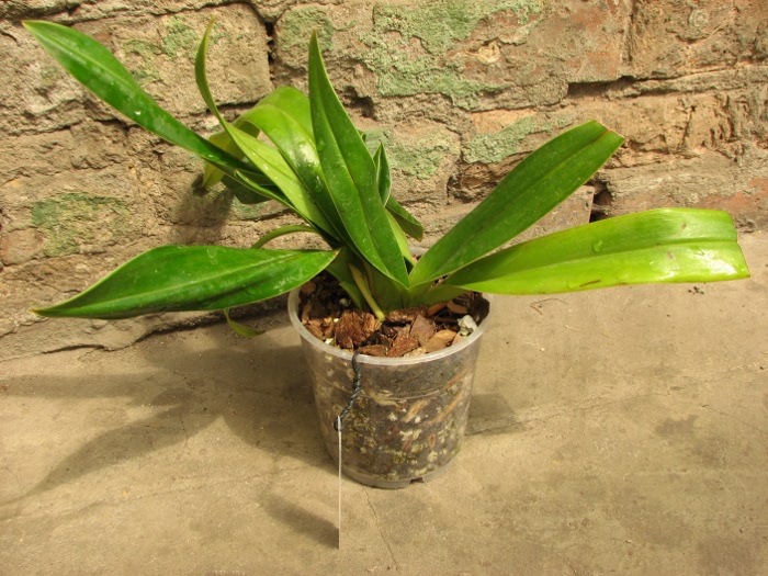 Phragmipedium kovachii x wallisii.JPG