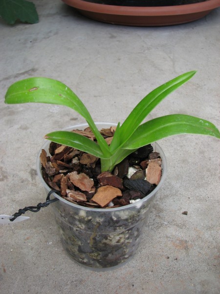 Phragmipedium Andean Tears (wallisii x kovachii).JPG