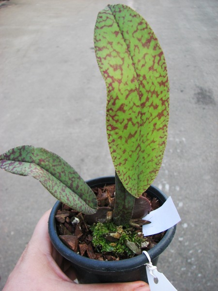 Psychopsis Butterfly (sanderae x papilio).JPG
