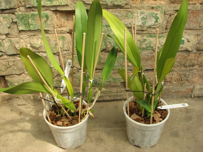 Laeliocattleya Canhamiana coerulea 'Azure Skies' (C. mossiae x L. purpurata)2.JPG