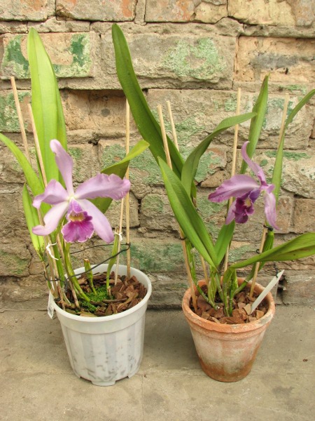 Laeliocattleya Canhamiana coerulea 'Azure Skies' (C. mossiae x L. purpurata).JPG