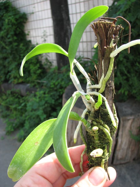 Laelia dayana coerulea 'Chojamaru' x SELF2.JPG