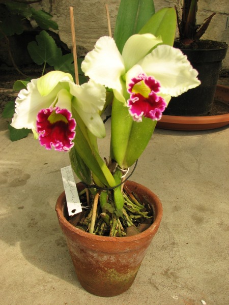 Laeliocattleya Shirayukihime 'M' (Tokyo Magic x Mildred Rives).JPG