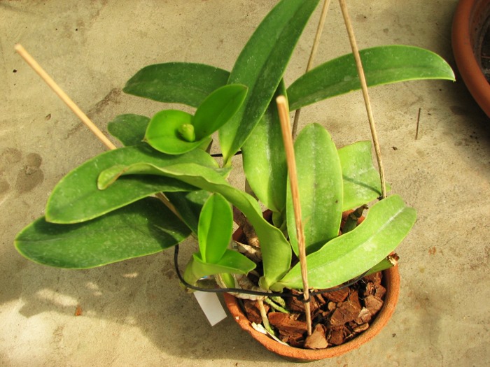 Laeliocattleya Dakao 'Flamea Enami' (Lc. Flirtatious Okami x C. walkeriana).JPG
