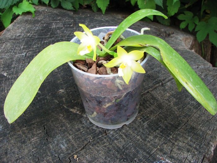 Phalaenopsis violacea alba.JPG