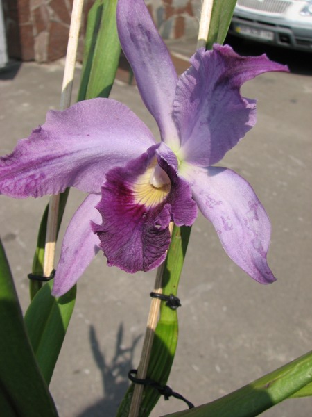 Laeliocattleya Canhamiana coerulea 'Azure Skies' (C. mossiae x L. purpurata)3.JPG