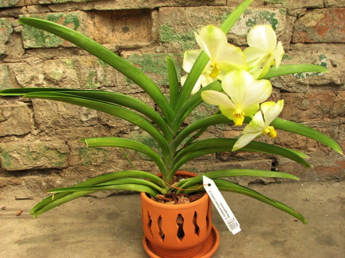 Vanda Kultana Green Gold x Vanda Bamgkhimsri.JPG