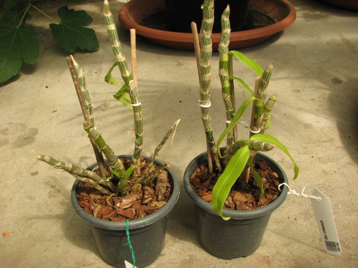 Dendrobium cretaceum.JPG