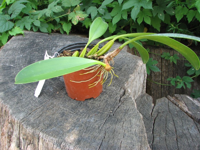 Bulbophyllum Hsinying Grand-arfa.JPG
