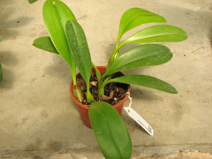 Bulbophyllum grandiflorum.JPG