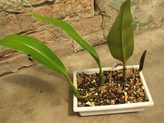 Bulbophyllum lasianthum.JPG