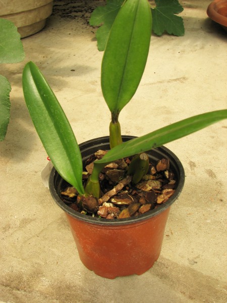 Bulbophyllum Elizabeth Ann.JPG