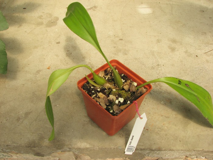 Bulbophyllum dearei.JPG