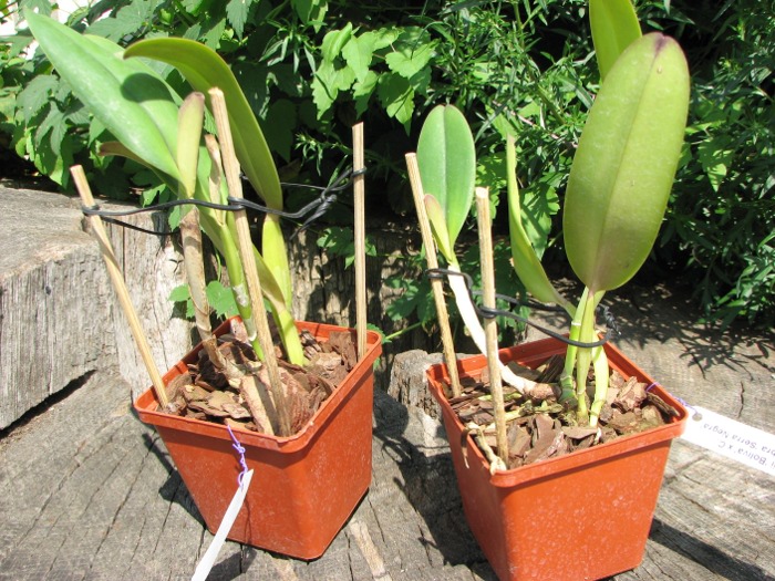 Cattleya jenmanii 'Boliva' x Cattleya jenmanii rubra 'Serra Negra'.JPG