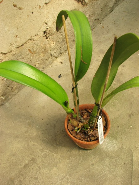 Rhyncholaeliocattleya Green Rattana 'Golden Angel' (Greenwich x Udomrattana).JPG