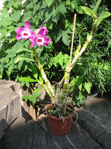Dendrobium Red Emperor 'Prince'.JPG