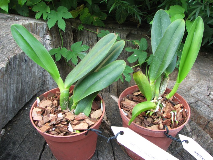 Brassolaeliocattleya Chief Canyon 'Double Bubble'.JPG