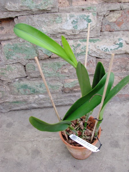 Brassolaeliocattleya Toshie Aoki 'Red Hsinying' (Faye Miyamoto x Waianae Flare)2.JPG