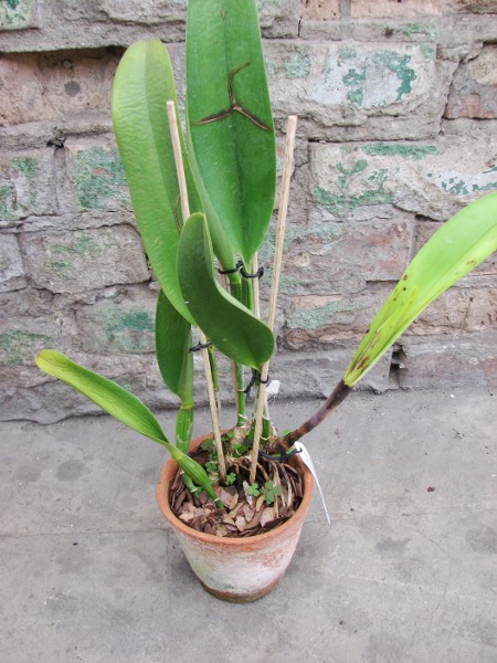 Brassolaeliocattleya Toshie Aoki 'Red Hsinying' (Faye Miyamoto x Waianae Flare).JPG