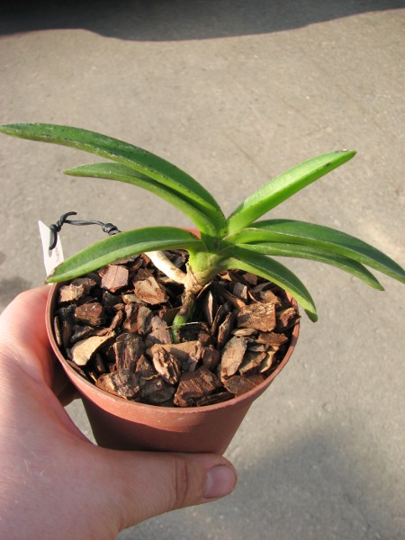 Neostylis Pinky 'Starry Night' (Neo. falcata x Rhy. gigantea).JPG