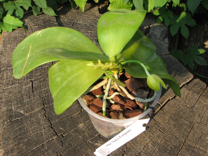 Phalaenopsis Tsay's Evergreen.JPG