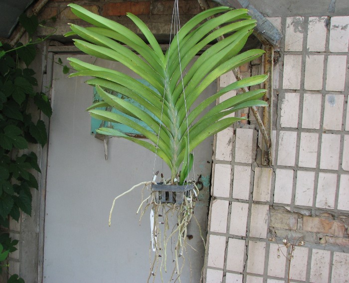 Vanda Apec Blue.JPG