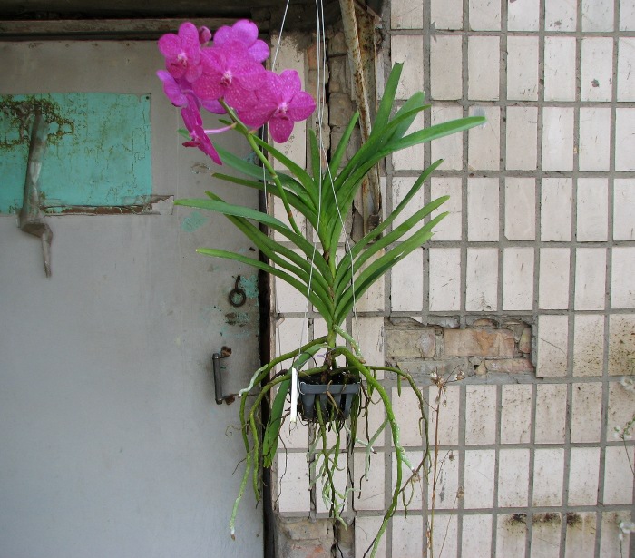 Ascocenda Princess Mikasa Pink.JPG